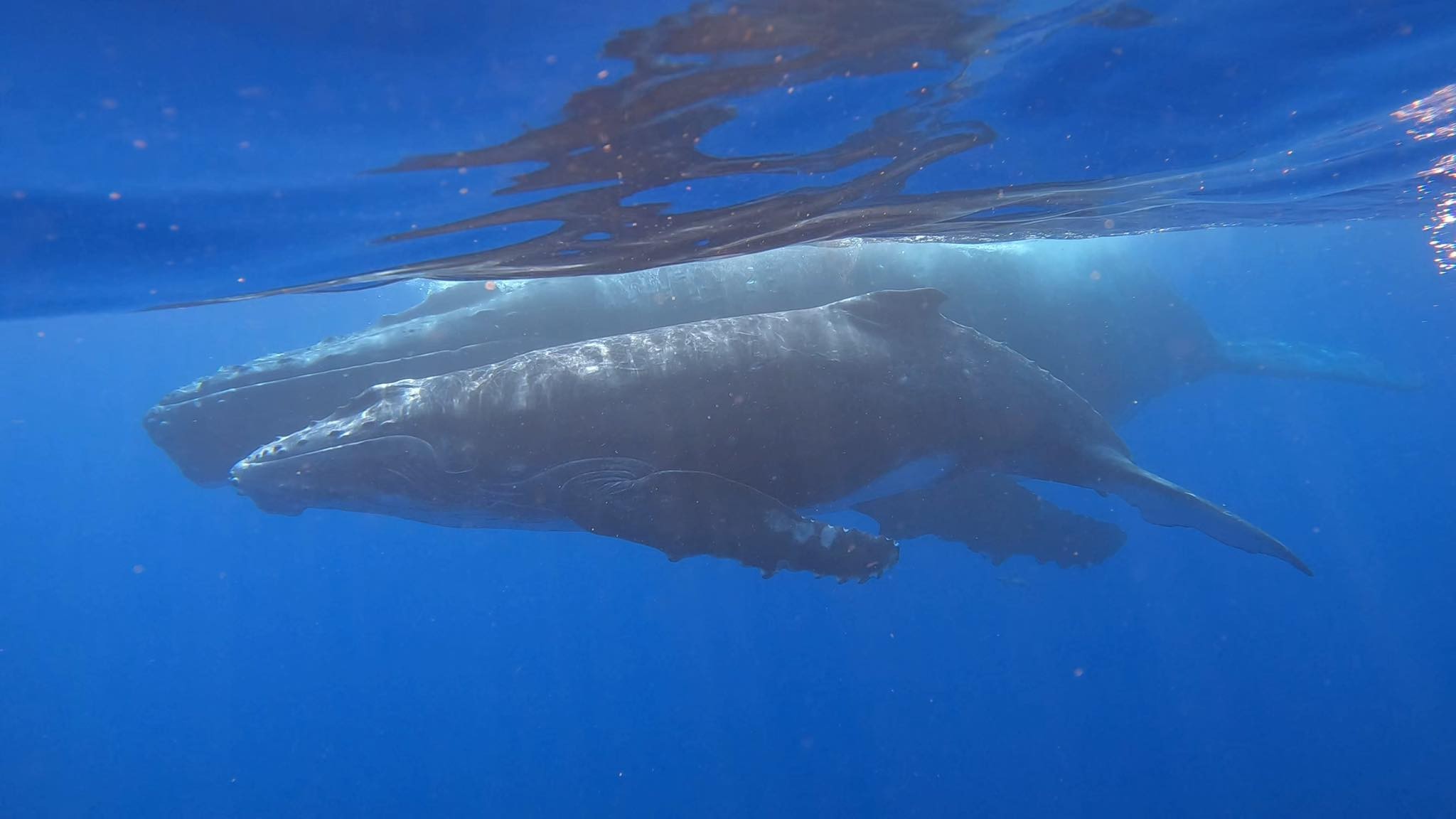 Baleine / Whale